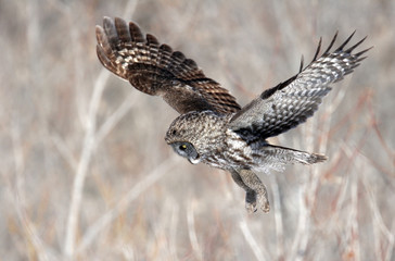 Great Grey Owl on Island in Montreal Canada
