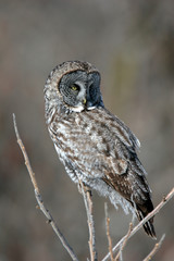 Great Grey Owl on Island in Montreal Canada