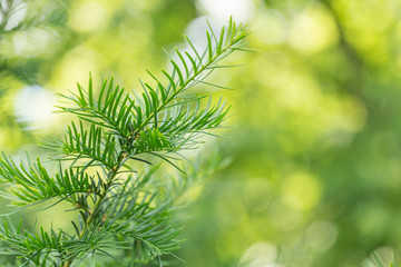 Taxus baccata branches, selective focus, blurred background. Taxus baccata closeup. Conifer needles. Green branches of yew tree (Taxus baccata, English yew, European yew). Green coniferous. 