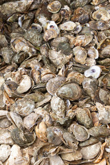 Fototapeta na wymiar Oyster Shells in a pile near beach