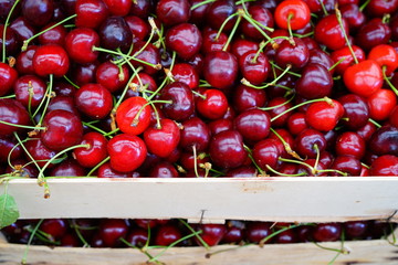 Fresh organic cherries at a farmers market