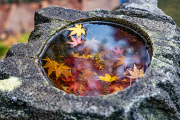 Red and yellow autumn leaves during Fall season