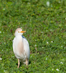 Breeding Plumage Cattle Egret in a Florida Field