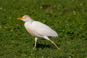 Breeding Plumage Cattle Egret in a Florida Field