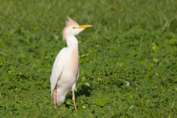 Obraz premium Breeding Plumage Cattle Egret in a Florida Field