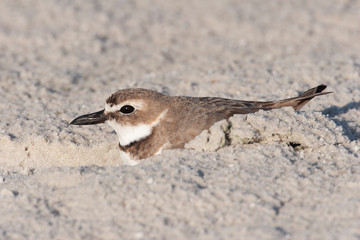 Wilson's Plover on a Florida Beach