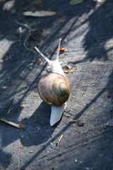 Weinbergschnecke, Apple Snail, kriecht über Holzboden, Mannheim, Frühjahr 14.