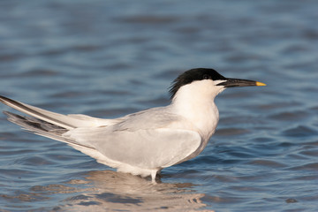 Obraz premium Sandwich Tern on a Florida Beach