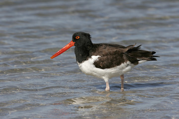 American Oystercatcher on a Florida Beach