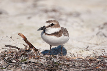 Wilson's Plover on a Florida Beach