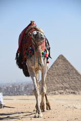 camel in front of giza pyramid against clear sky