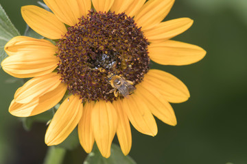Sunflower with a honey bee collecting pollen on it