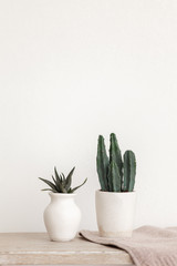 cacti in clay vases on a vintage table on a white background