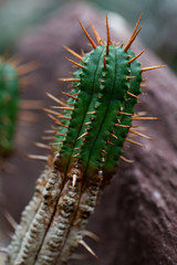 Euphoria aggregata Wolfsmilch