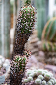 Copiapoa dura