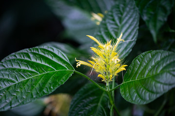 Neptunia plena Neptunie