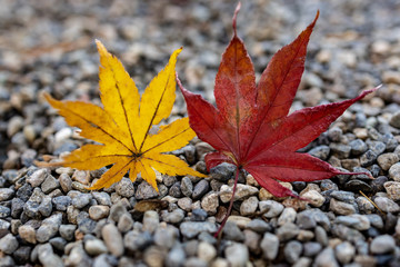 Red and yellow autumn leaves during Fall season