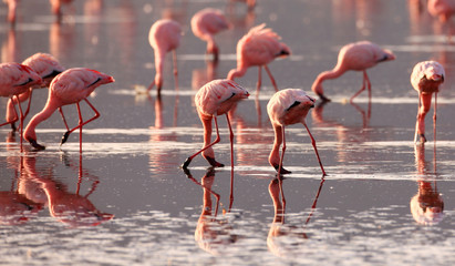 Beautiful wild flamingo in the lake © prasitphoto