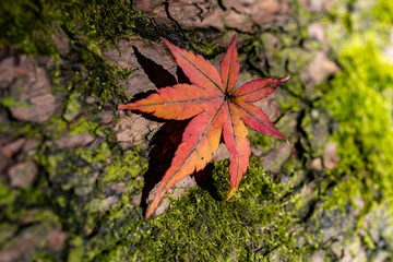 Red and yellow autumn leaves during Fall season