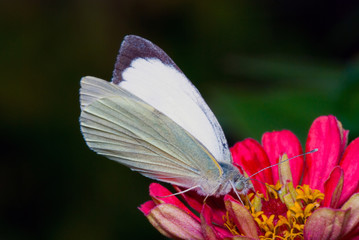 White  butterfly Pieris brassicae, feeding on the flower in nature, summer background