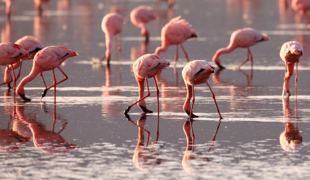Beautiful wild flamingo in the lake