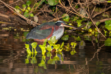 Ein Speerreiher in der Seitenansicht steht im Uferbereich im Fluss