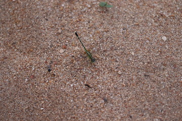 Macro shots, Beautiful nature scene dragonfly. Showing of eyes and wings detail. Dragonfly in the nature habitat using as a background or wallpaper.Dragonfly on sand beach