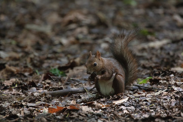 squirrel eating nut
