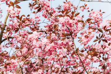 Branches of a flowering Apple tree. Blooming Apple tree in the white garden