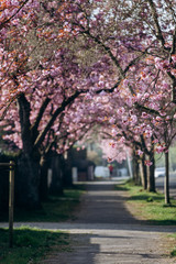 Fototapeta na wymiar Branches of cherry blossoms. Beautiful Sakura in the garden