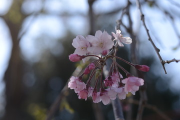 日本の春 桜 Cherry Blossom