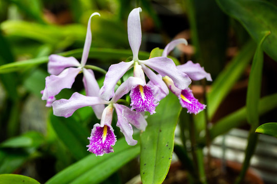 Phragmipedium Caudatum