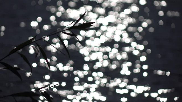 Amazing waving willow twigs on defocused ripple water surface with low sun reflection. Lyric beautiful contrast background. Romantic vibrant scene with excellent play of light on river bank.