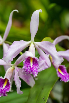 Phragmipedium Caudatum