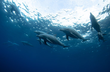 Fototapeta premium dolphins in the sea