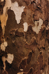 Wooden texture. Texture of tree bark. Beautiful tree bark.