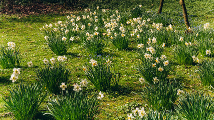 Field of Spring Daffodils. Green meadow with flowering daffodils. Yellow and white daffodils