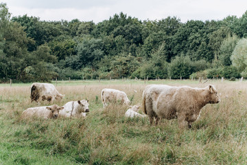 Obraz premium Cows in the pasture. Cows rest and eat in the clearing
