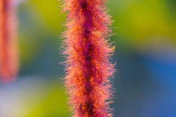 Acalypha Nesselblatt