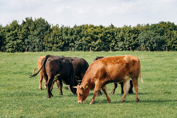 Dairy cows grazing in the meadow. Cows graze on the green grass.