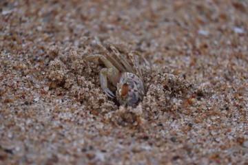 Crab sand beach close up. Cute crab on sand beach. Sand beach crab looking.The Crab on sandy beach with nice background color