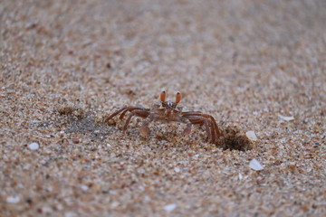 A semiterrestrial ghost crab (Ocypodinae arthropods) walks through the sand along Wiggins Pass, Florida. It is also sometimes known as a sand crab.The Crab on sandy beach with nice background color