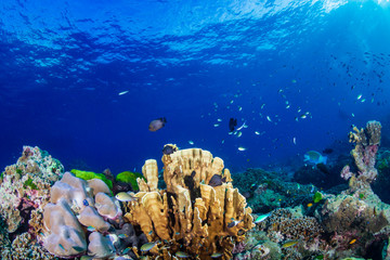 Fototapeta na wymiar Colorful hard corals on a healthy coral reef