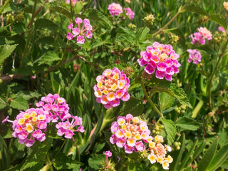 Lantana camara flowers against green leaves at background