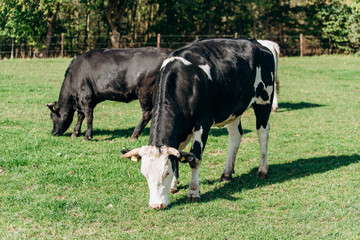 Cows grazing near forest. Cows graze near the forest on the green grass. Cows eat dried grass.
