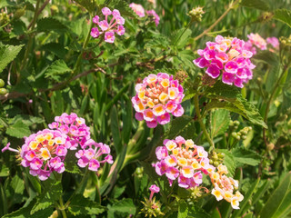 Lantana camara flowers against green leaves at background