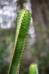 Fototapeta na wymiar Aloe prostrata