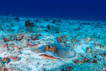 Naklejka na ściany i meble Kuhl's Stingray on the sandy seafloor near a coral reef