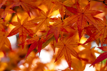 Colorful yellow and red maple leaves in Japan during Autumn with no people.