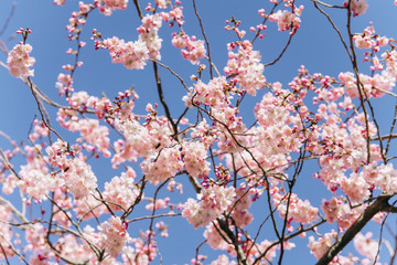 Flowering branches of cherry blossoms against a beautiful blue sky.